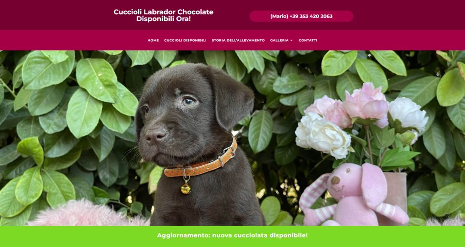 Labrador Puppies